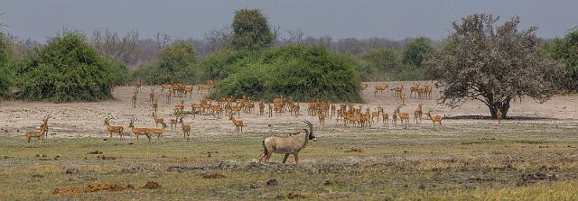 055 Botswana, Chobe NP, roanantilopen en impala's.jpg